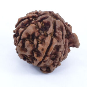 8 Mukhi Ganesh Rudraksha (Nepal Origin) – Lab Certified Authentic Bead