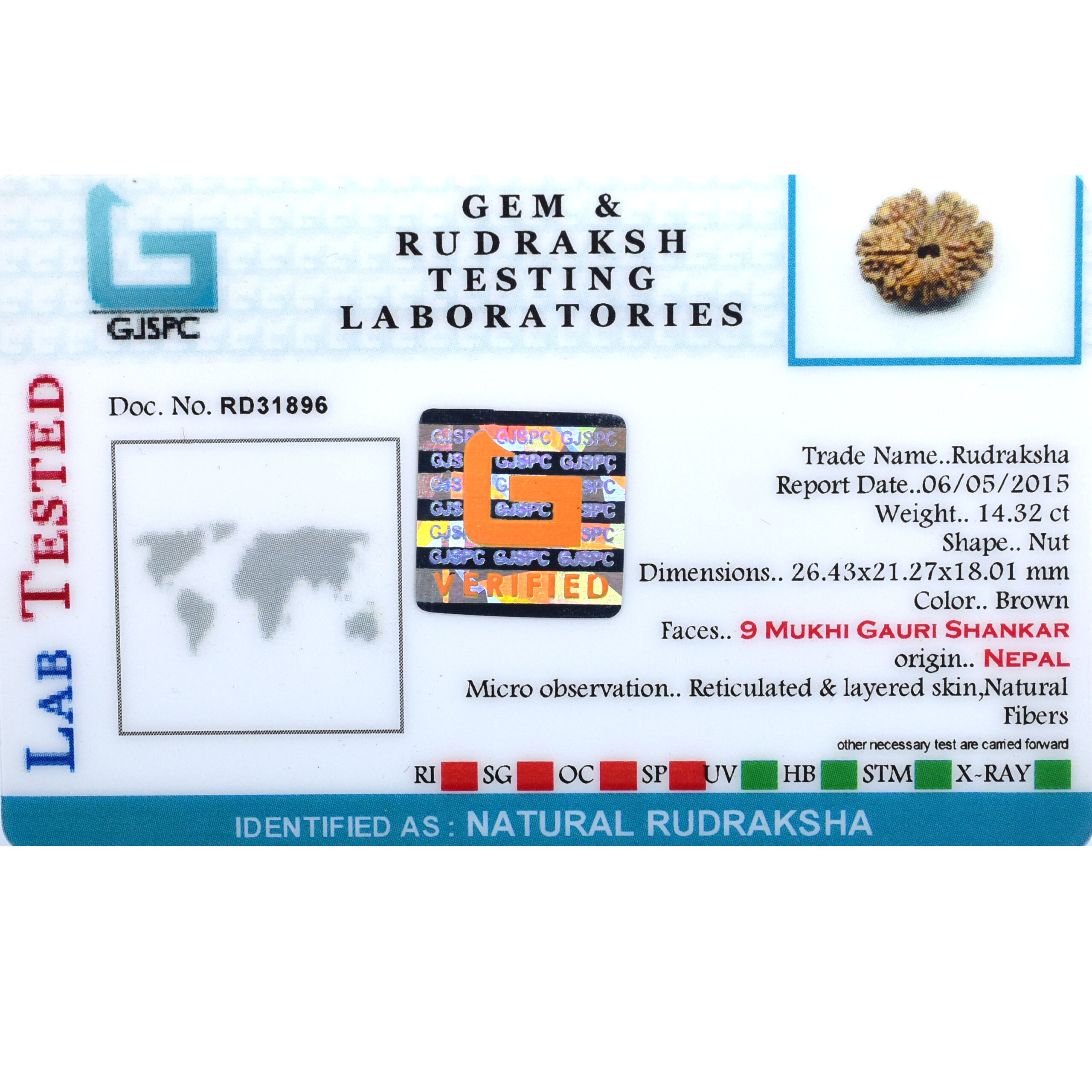 9 Mukhi Gauri Shankar Rudraksha Pendant (Nepal Origin) – Red Sacred Thread - Image 7