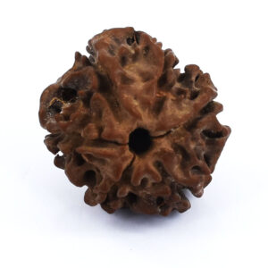 Certified Natural 6 Mukhi Rudraksha (Nepal Origin) – Lab Tested Six Face Rudraksha Bead