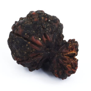 10 Mukhi Rudraksha (Shiv-Parvati Rudraksha) – Original Nepal