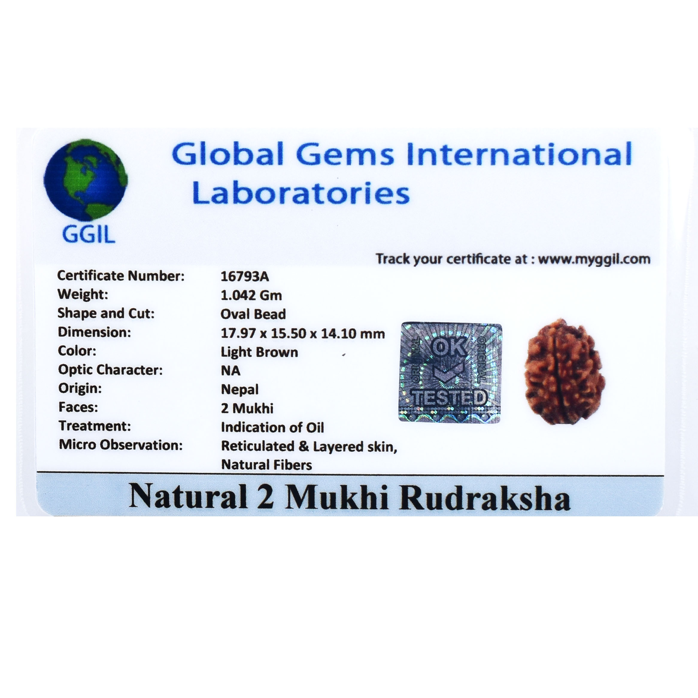2 Mukhi Rudraksha Pendant (Nepal Origin) – Red Thread - Image 6