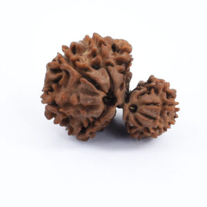 12 Mukhi Garbh Gauri Rudraksha (Nepal Origin) – Divine Shiva-Parvati Blessings