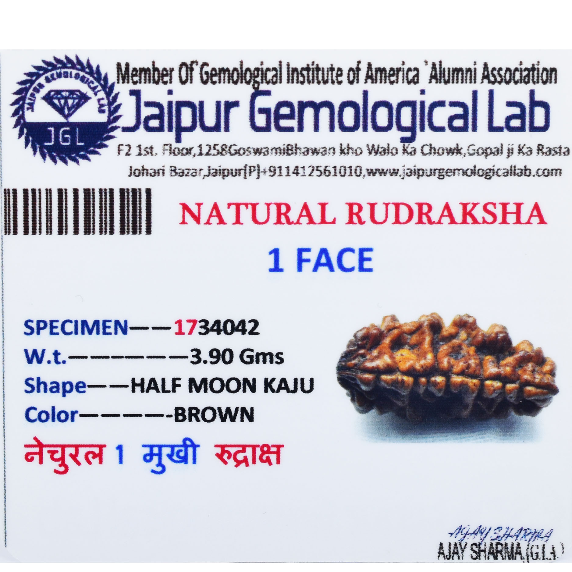 1 Mukhi Rudraksha Pendant – (Napal Original) with Sacred Red Thread - Image 6