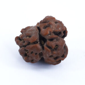 Natural Nirakar (Faceless) Rudraksha – Certified Original Nepal