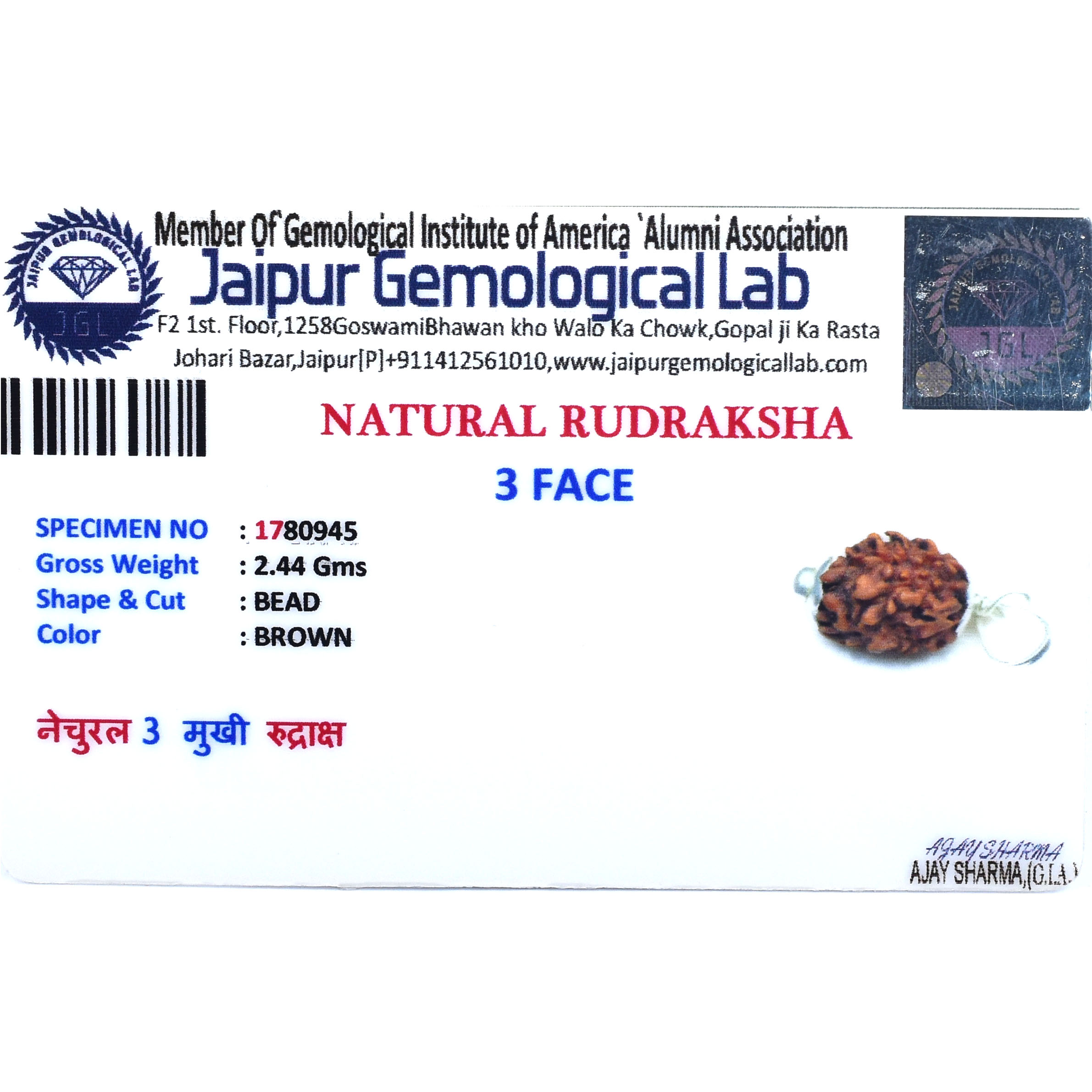 3 Mukhi Rudraksha Pendant in Red Thread (Origin Napal) - Image 6