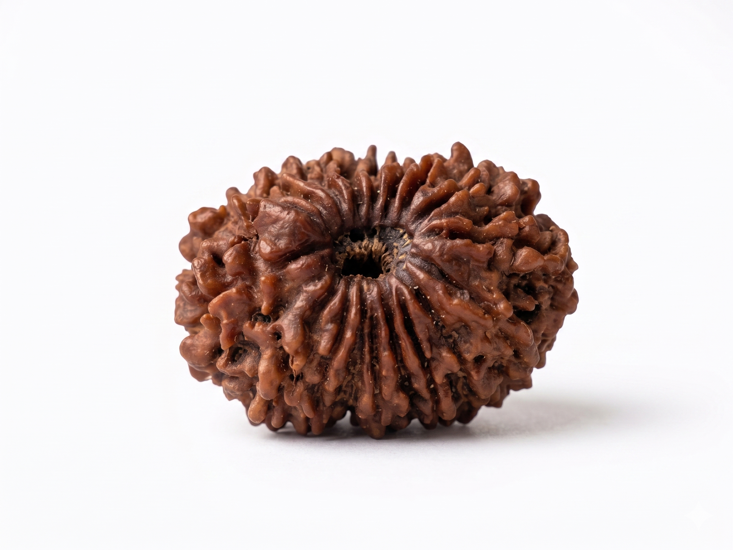 Natural 18 Mukhi Rudraksha Bead | Original Eighteen Face Rudraksha for Prosperity, Wealth & Spiritual Growth - Image 2