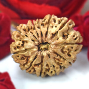 11 Mukhi Rudraksha (Nepal Origin) – Premium Rudraksha Bead