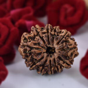 11 Mukhi Rudraksha (Nepal Origin) Wisdom & Spiritual Growth