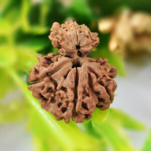 8 Mukhi Garbh Gauri Rudraksha (Nepal Origin) Rare Gauri IGL Certification