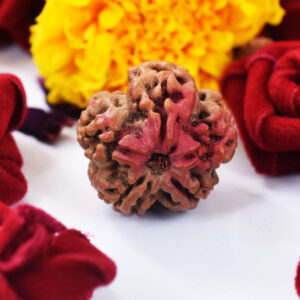 Nepal 5 Mukhi Rudraksha  Original  with IGL Certificate