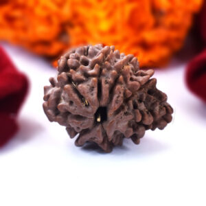 8 Mukhi Rudraksha (Nepal Origin) – IGL Certified
