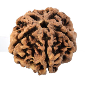 5 Mukhi Rudraksha – Natural & Original Nepali Rudraksha Bead