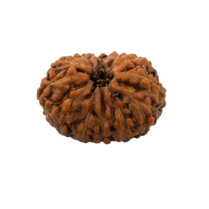 12 Mukhi Rudraksha (Origin Napal)– Natural & Lab Certified Original Bead