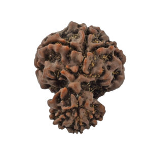 7 Mukhi Garbh Gauri Rudraksha (Nepal Origin) – Natural & Lab Certified Divine Bead
