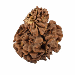 Nepal Garbh Gauri Rudraksha (10 Mukhi) – Divine Shiva Parvati