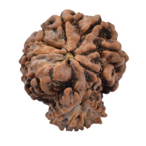 12 Mukhi Garbh Gauri Rudraksha (Natural Two-Joint Rudraksha) Origin Nepali