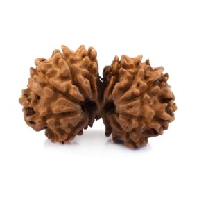 Origin Nepal Gauri Shankar Rudraksha (14 Mukhi Combined Energy)
