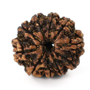 11 Mukhi Rudraksha (Origin: Nepal) Natural & Lab Certified Divine Bead