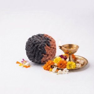 Natural 1 Mukhi Rudraksha (Half Moon Shape) | Original Nepali Sacred Rudraksha Bead for Spiritual Growth