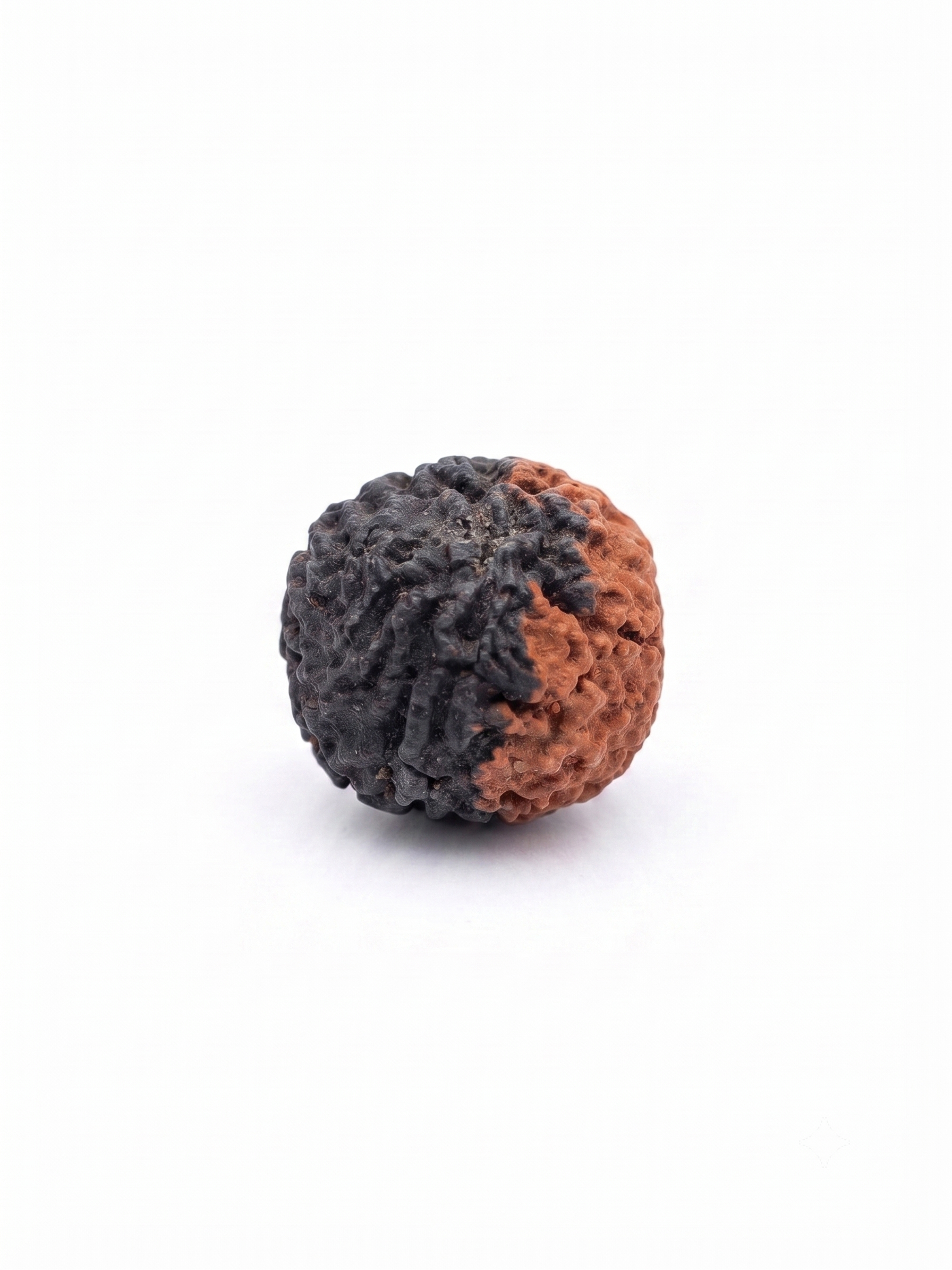 Natural 1 Mukhi Rudraksha (Half Moon Shape) | Original Nepali Sacred Rudraksha Bead for Spiritual Growth - Image 2