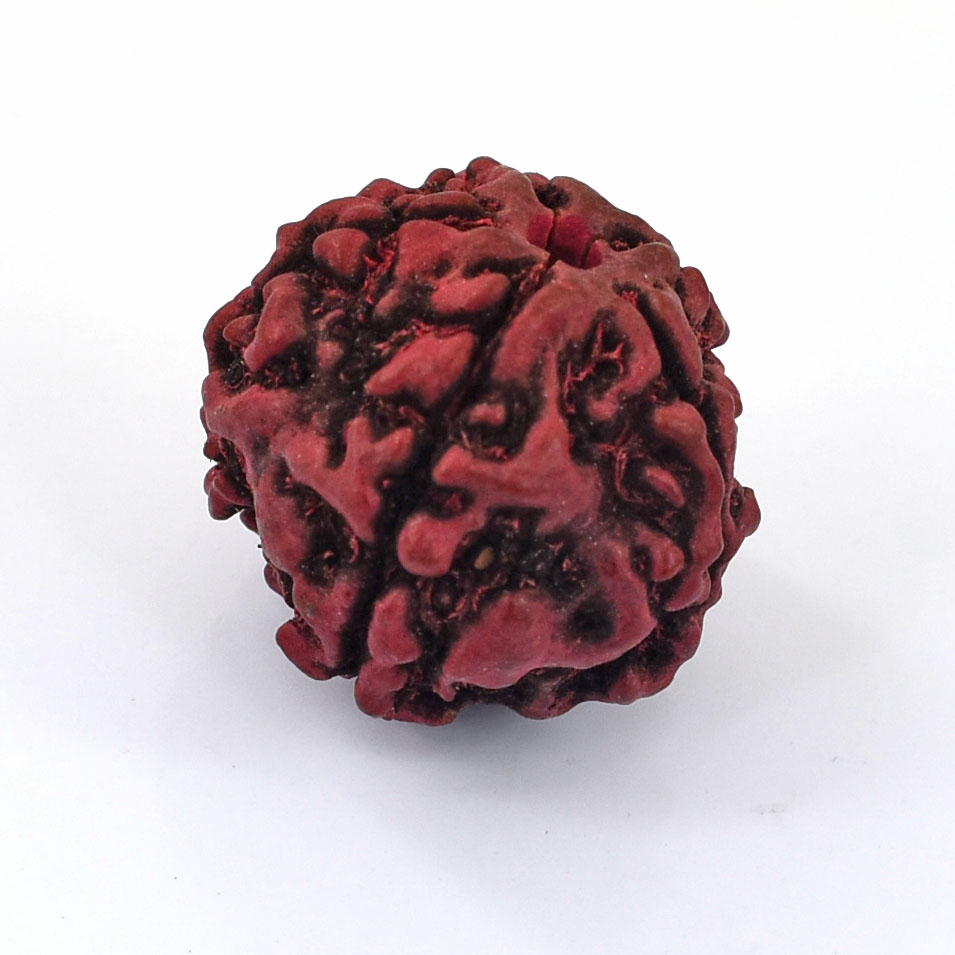 Natural 7 Mukhi Rudraksha Bead – Original Seven Faced Sacred Rudraksha for Prosperity, Strength & Spiritual Growth - Image 2