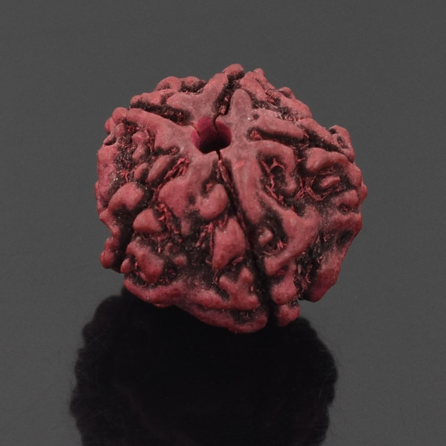 Natural 7 Mukhi Rudraksha Bead – Original Seven Faced Sacred Rudraksha for Prosperity, Strength & Spiritual Growth - Image 3
