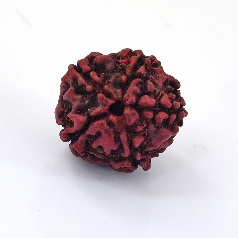 Natural 7 Mukhi Rudraksha Bead – Original Seven Faced Sacred Rudraksha for Prosperity, Strength & Spiritual Growth