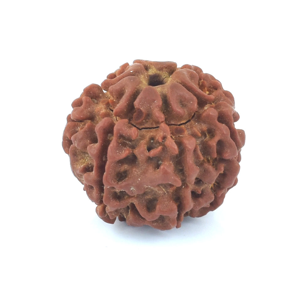 Natural 10 Mukhi Rudraksha Bead | Original Ten Mukhi Rudraksha | Sacred Spiritual Bead for Meditation & Protection - Image 2
