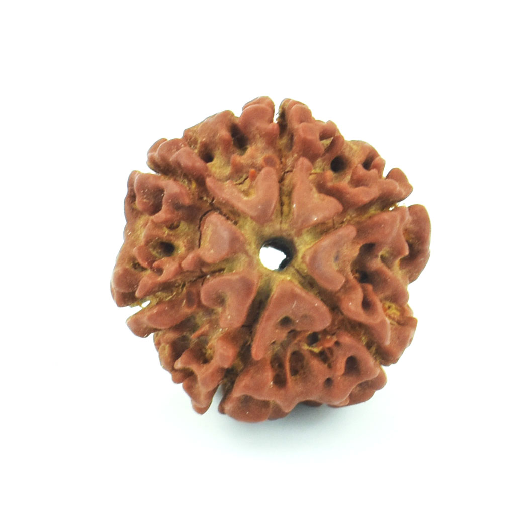 Natural 10 Mukhi Rudraksha Bead | Original Ten Mukhi Rudraksha | Sacred Spiritual Bead for Meditation & Protection - Image 3