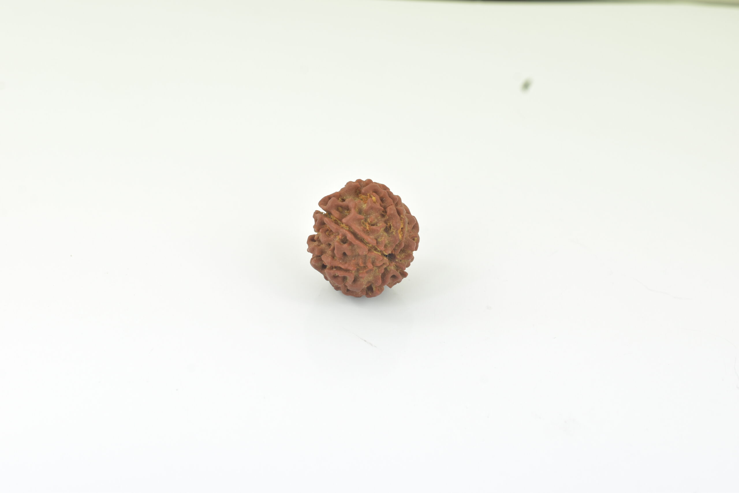 Natural 10 Mukhi Rudraksha Bead | Original Ten Mukhi Rudraksha | Sacred Spiritual Bead for Meditation & Protection - Image 5