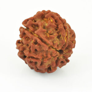 Natural 10 Mukhi Rudraksha Bead | Original Ten Mukhi Rudraksha | Sacred Spiritual Bead for Meditation & Protection