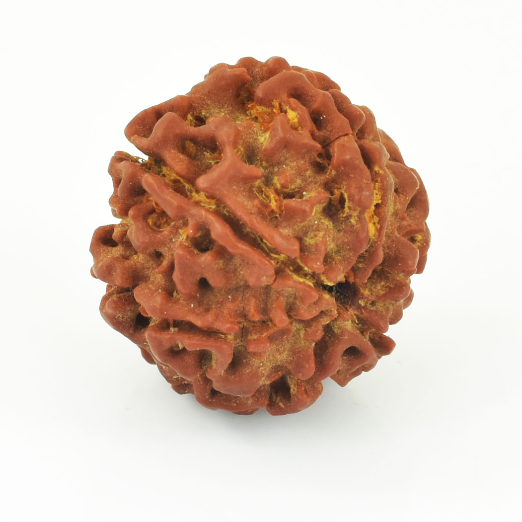 Natural 10 Mukhi Rudraksha Bead | Original Ten Mukhi Rudraksha | Sacred Spiritual Bead for Meditation & Protection