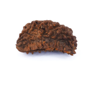 Natural 1 Mukhi Rudraksha Bead | Original Sacred Rudraksha for Spiritual & Meditation Use