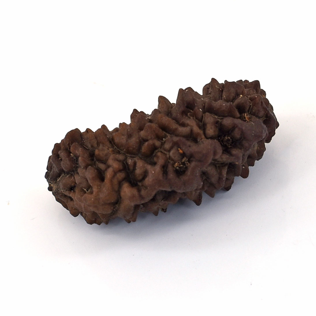 Natural 1 Mukhi Rudraksha Bead | Original Sacred Rudraksha for Spiritual & Meditation Use - Image 2