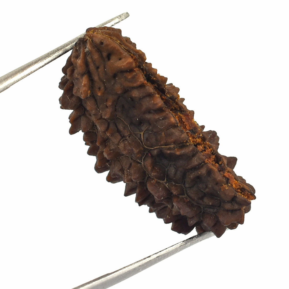 Natural 1 Mukhi Rudraksha Bead | Original Sacred Rudraksha for Spiritual & Meditation Use - Image 3