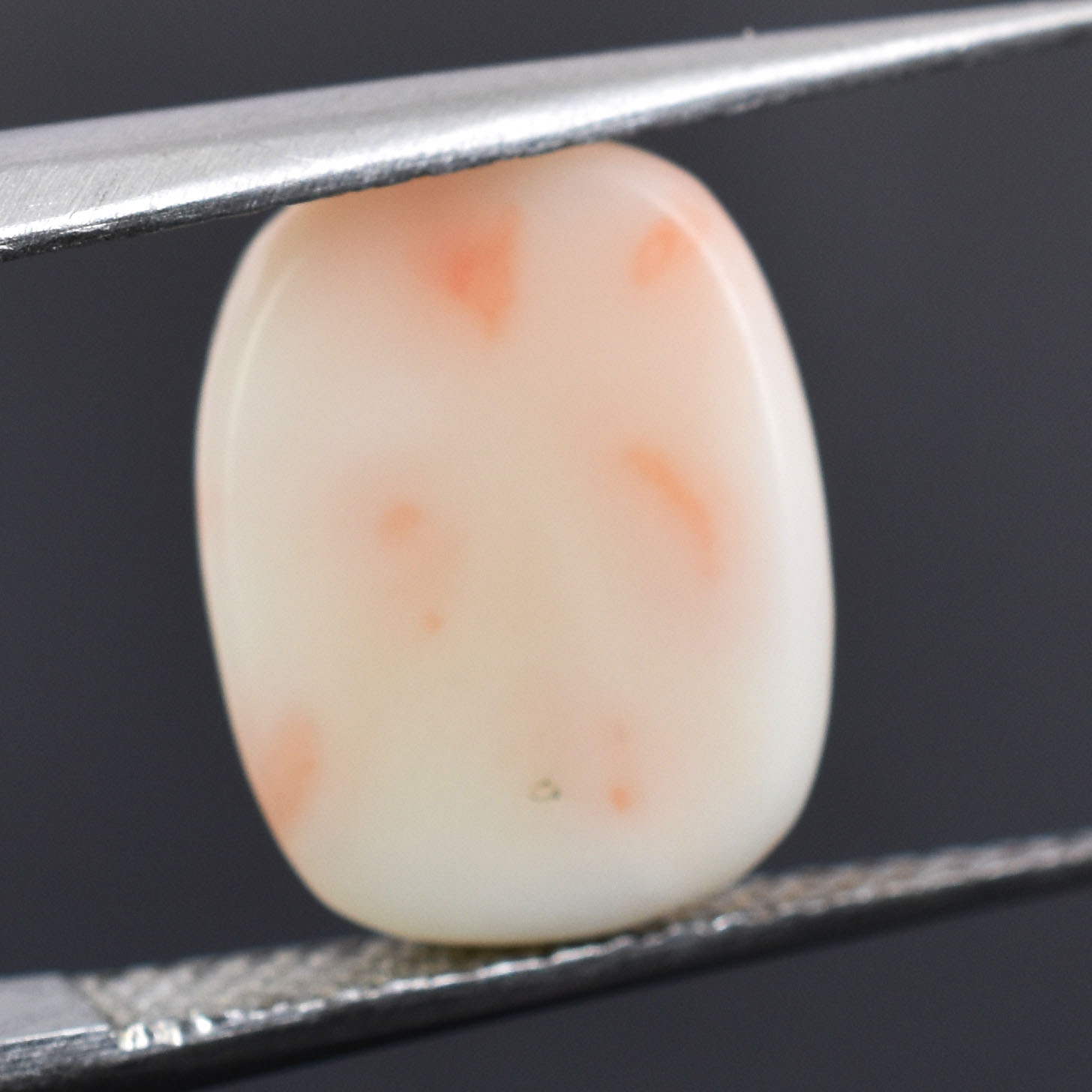 Premium 5.74 Cts Certified Natural White Coral (Safed Moonga) Gemstone - Image 5