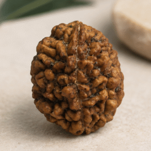 24.7 Cts Natural One Mukhi Rudraksha