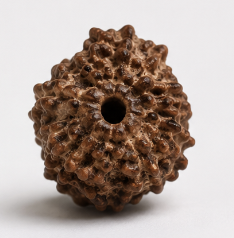 Natural 12 Mukhi Rudraksha | 2.18 gms Genuine Barah Mukhi Rudraksha - Image 4