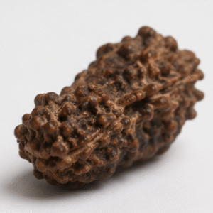 Natural 12 Mukhi Rudraksha | 2.18 gms Genuine Barah Mukhi Rudraksha