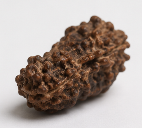 Natural 12 Mukhi Rudraksha | 2.18 gms Genuine Barah Mukhi Rudraksha
