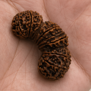 Natural 17 Mukhi Trijuti Ganesh Rudraksha