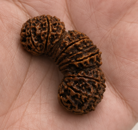 Natural 17 Mukhi Trijuti Ganesh Rudraksha