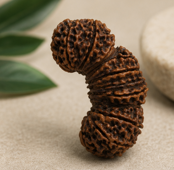 Natural 17 Mukhi Trijuti Ganesh Rudraksha - Image 5