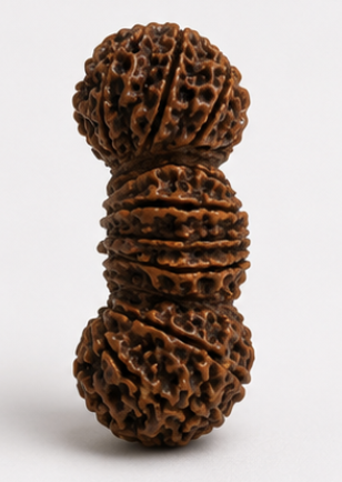 Natural 17 Mukhi Trijuti Ganesh Rudraksha - Image 4