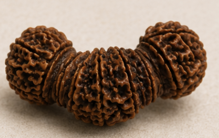 Natural 17 Mukhi Trijuti Ganesh Rudraksha - Image 3